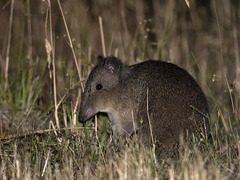 Potorous tridactylus