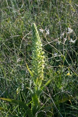 Pterygodium inversum