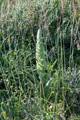 Pterygodium inversum