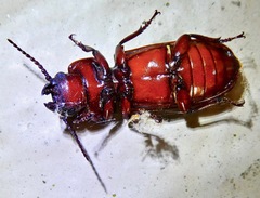 Neandra marginicollis