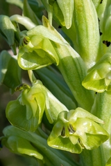 Pterygodium inversum