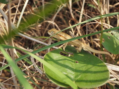 Chamaeleonidae