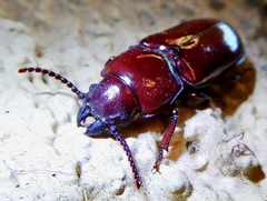 Neandra marginicollis