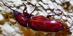 Neandra marginicollis