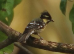 Machlolophus aplonotus