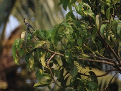 Machlolophus aplonotus