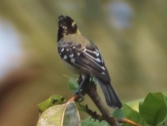 Machlolophus aplonotus