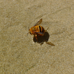 Amegilla bombiformis