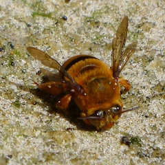 Amegilla bombiformis