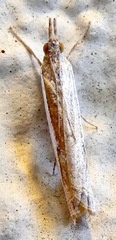 Crambus sperryellus