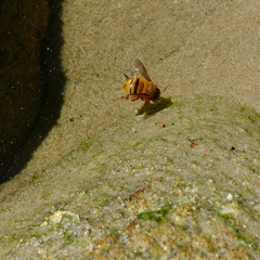 Amegilla bombiformis