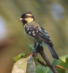 Machlolophus aplonotus