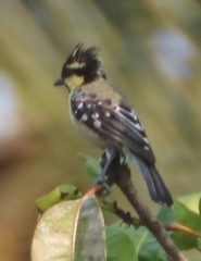 Machlolophus aplonotus