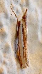 Crambus sperryellus