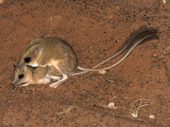 Antechinomys laniger