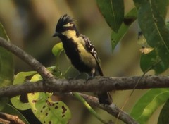 Machlolophus aplonotus