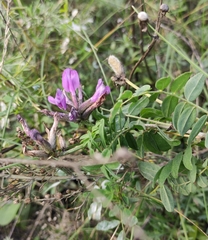 Astragalus suffruticosus