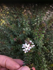 Westringia rubiifolia