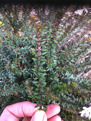 Westringia rubiifolia