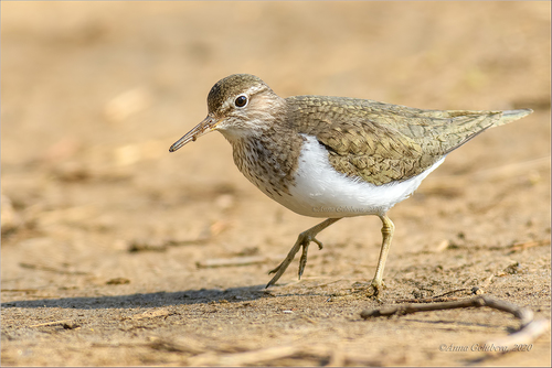 Common Sandpiper, photo 10 of 10