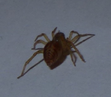 Clubiona comta