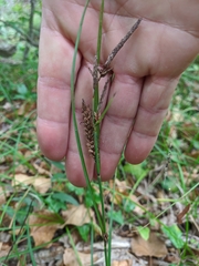 Carex flacca serrulata