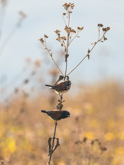 Spermestes bicolor nigriceps