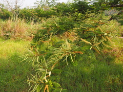 Senegalia polyacantha