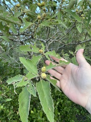 Cordia boissieri