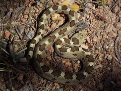 Crotalus aquilus