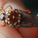 Cattle Louse Fly - Photo (c) Robert Taylor, some rights reserved (CC BY), uploaded by Robert Taylor