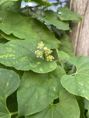 Cynanchum racemosum