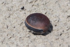 Mucuna sloanei