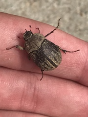 Phyllophaga lanceolata