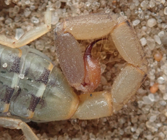 Uroplectes planimanus