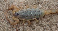 Uroplectes planimanus