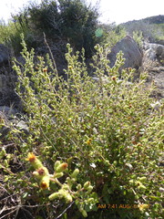 Hazardia squarrosa grindelioides