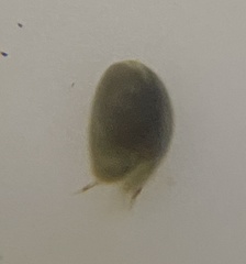 Cyprididae