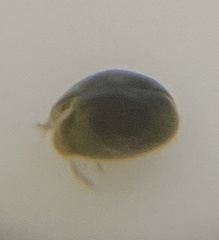 Cyprididae