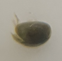 Cyprididae