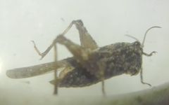 Tetrix ceperoi