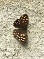 Pararge aegeria