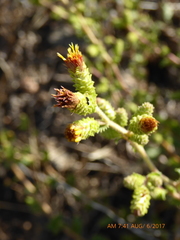 Hazardia squarrosa grindelioides
