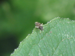 Pycnoderes impavidus