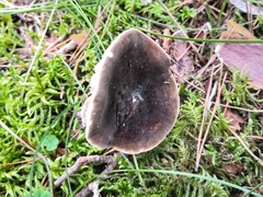 Lactarius picinus