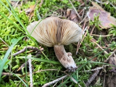 Lactarius picinus