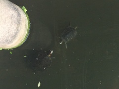 Trachemys scripta elegans