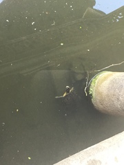 Trachemys scripta elegans