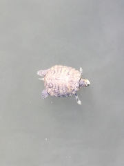 Trachemys scripta elegans