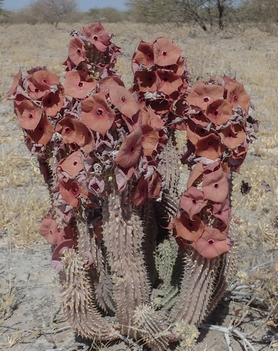Hoodia currorii